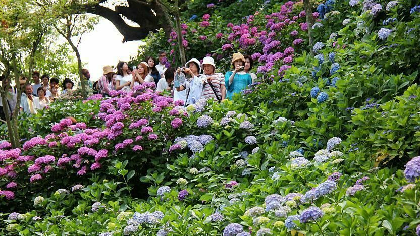 Foto Paraíso das Hortênsias Foto Paraíso das Hortênsias - Imagem 6